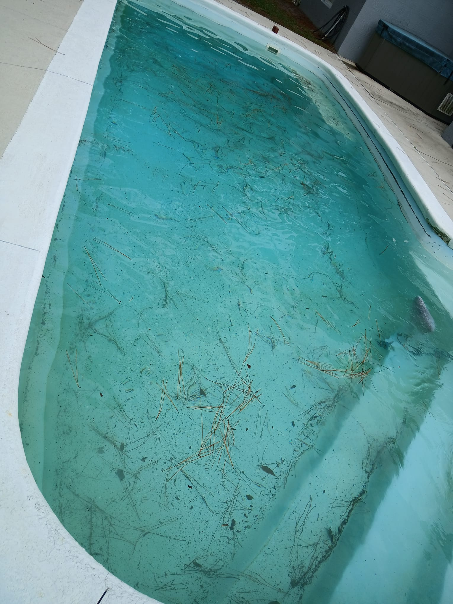 Pool before cleaning - debris and leaves
